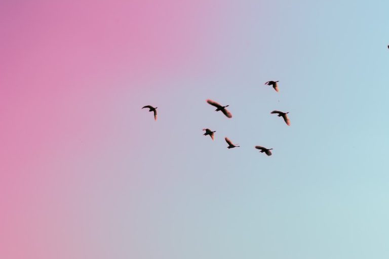 Birds, Are they Even Real?